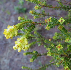 Penaea cneorum gigantea
