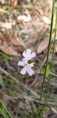 Westringia tenuicaulis