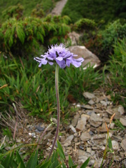 Scabiosa lacerifolia