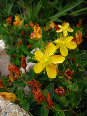 Hypericum nagasawae