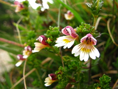 Euphrasia transmorrisonensis