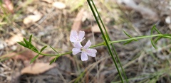 Westringia tenuicaulis