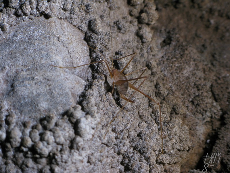 Katafygi Cave-cricket