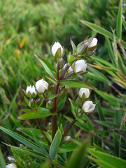 Swertia macrosperma