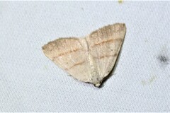 Drepanulatrix bifilata