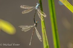 Lestes eurinus