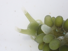 Sacoproteus smaragdinus