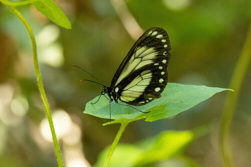 Hyalyris latilimbata