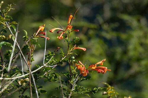 Tecoma rosifolia (Tecoma rosifolia)