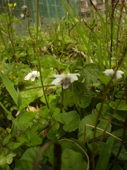 Plagiostigma
