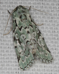 Bryolymnia viridata