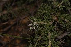 Hakea lissocarpha
