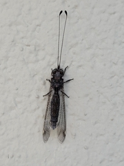 Ululodes quadripunctatus