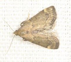 Hypsopygia phoezalis