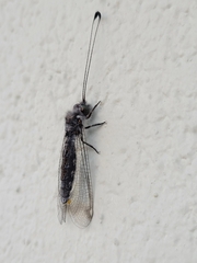 Ululodes quadripunctatus