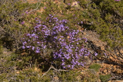 Calytrix leschenaultii