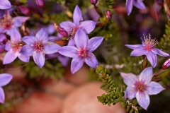Calytrix leschenaultii