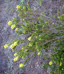 Penaea cneorum gigantea