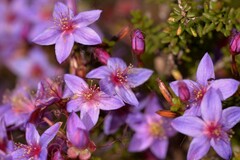 Calytrix leschenaultii