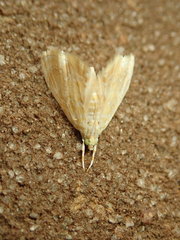 Glaphyria glaphyralis