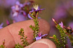 Calytrix leschenaultii