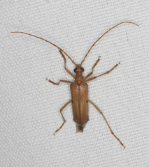 Centrodera