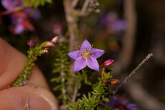 Calytrix leschenaultii