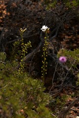 Drosera prophylla