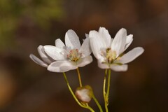 Drosera prophylla