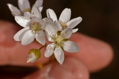 Drosera prophylla
