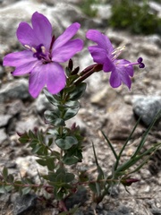 Epilobium obcordatum