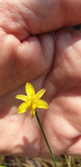 Tricoryne muricata