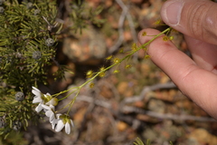 Drosera prophylla