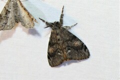 Orgyia pseudotsugata