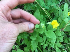 Erythranthe corallina