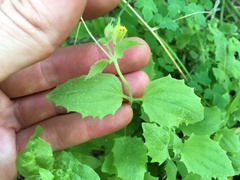 Erythranthe corallina