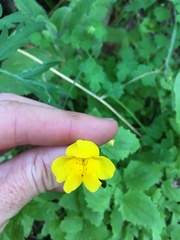 Erythranthe corallina