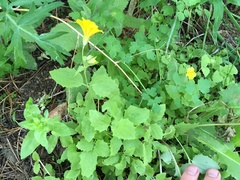 Erythranthe corallina