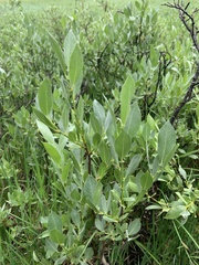 Salix wolfii