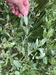 Salix wolfii