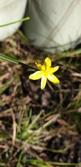Tricoryne muricata
