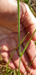 Tricoryne muricata