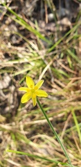 Tricoryne muricata