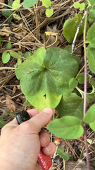 Asarum hartwegii