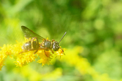 Nomada tiftonensis