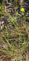 Tricoryne muricata