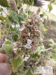 Nepeta cataria