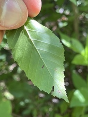 Carpinus caroliniana