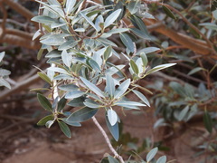 Ficus desertorum