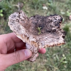 Russula amoenolens